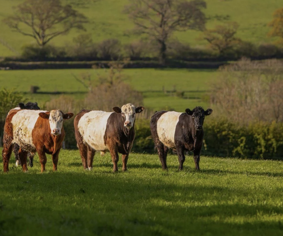 Native breed cattle reared for Philip Warren on Cornish farmland